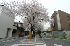 柿の木坂西100m緑道